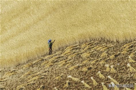 直击｜河南雨后抢收小麦，预计6月15日前后麦收基本结束凤凰网河南_凤凰网