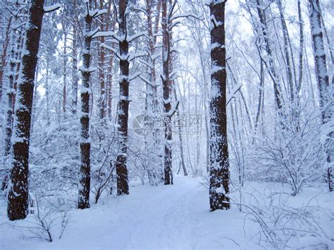 降水被厚的雪覆盖树枝冬季森林中的冻结时间冬季森林中被雪覆盖的树木森林中美丽风景霜木中的小径冬季森林中的美丽风景木中的雪天气经过高清图片下载 ...