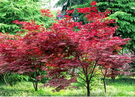 红枫-常见园林植物-图片