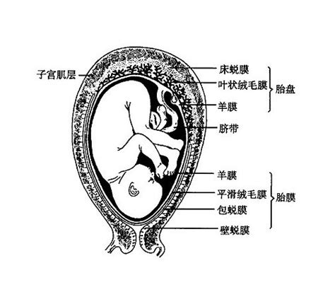 胎儿胎膜与子宫的关系模型 - 上海驿佳教学设备有限公司