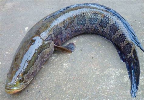 黑鱼多久可以养到三斤，黑鱼的生长周期|admin_人人点