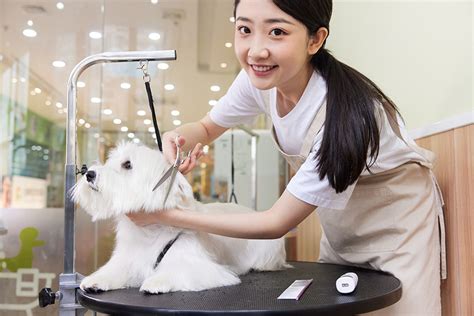 杭州宠物美容专业培训课程-小班授课确保学习效果