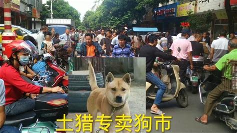 如何区分柴犬和中华田园犬，方法简单，看一下就知道了|柴犬|田园|身长_新浪新闻