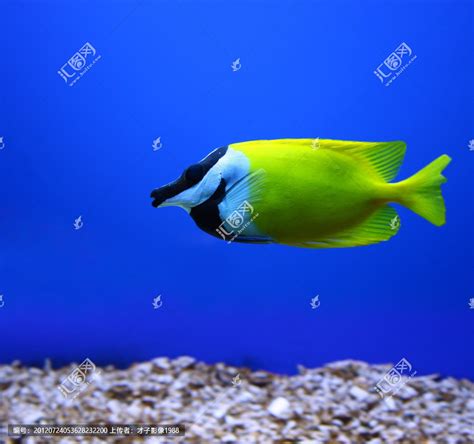 世界十大最漂亮的热带鱼 个个颜值爆表，有你喜欢的吗 - 动物之最