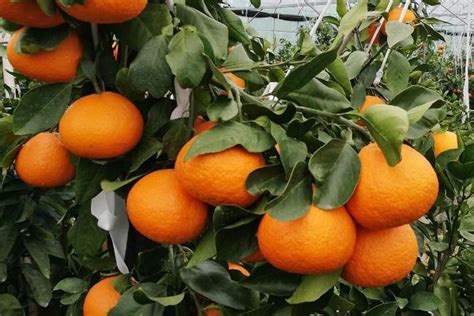 新鲜采摘的柑橘水果高清图片下载-正版图片600498612-摄图网