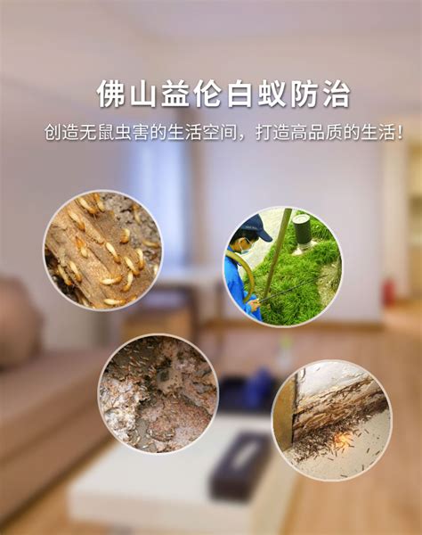 增城白蚁防治灭白蚁公司 - 家在深圳