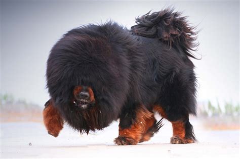 恶犬图片