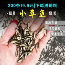 【四大淡水鱼】_四大淡水鱼品牌/图片/价格_四大淡水鱼批发_阿里巴巴