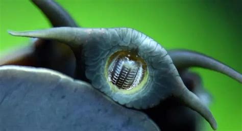 蜗牛有多少颗牙齿（蜗牛的26000多颗牙齿）-财路哥