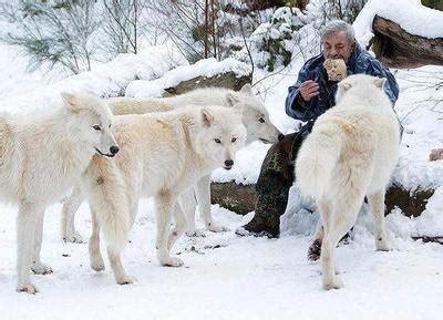 灰太狼：吃羊最多的5只狼，第一你竟然想不到是他？