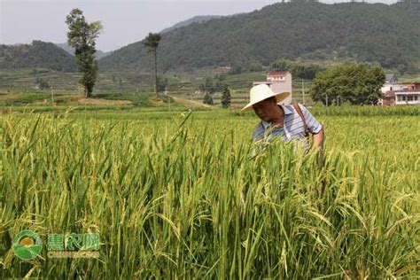 米易：袁隆平第三代杂交水稻亩产突破1097公斤--四川经济日报