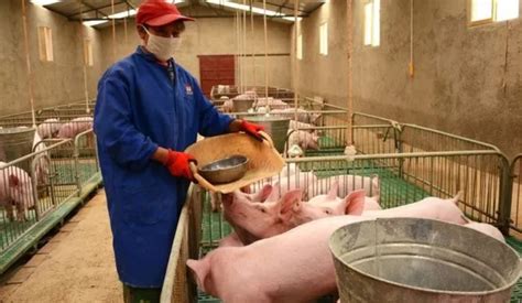2019年中国生猪养殖行业运营现状分析、2019年上半年生猪养殖行业上市企业生猪出栏量及销量分析[图]_智研咨询