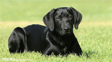 拉布拉多犬训练服从训练的时候要注意的问题_狗狗训练_狗狗_宠物百科_秀宠网