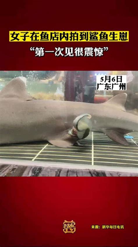 女子在鱼店内拍到鲨鱼生崽，“第一次见很震惊”|鲨鱼_新浪新闻