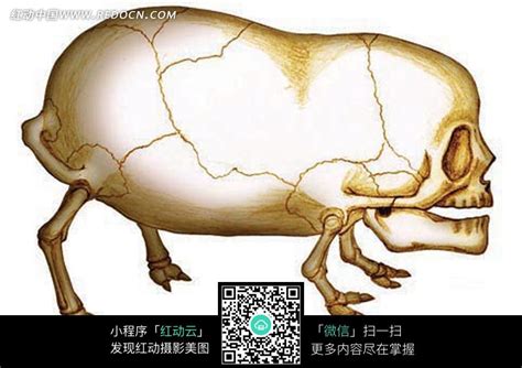 猪的骨头结构图片免费下载_红动中国