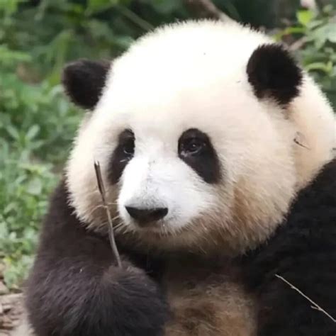 大熊猫和花 - 堆糖，美图壁纸兴趣社区