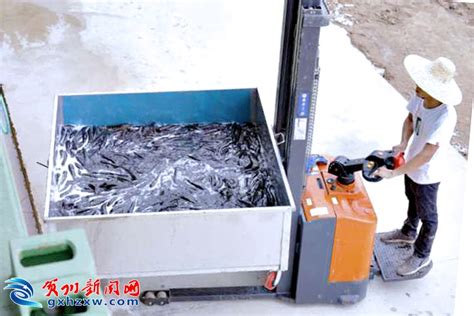 100个养鱼集装箱建成！昭平县传统水产养殖模式迎来新转变_昭平_贺州新闻网