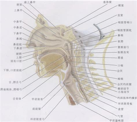 图2-1-8 鼻咽正中矢状切面-基础医学-医学