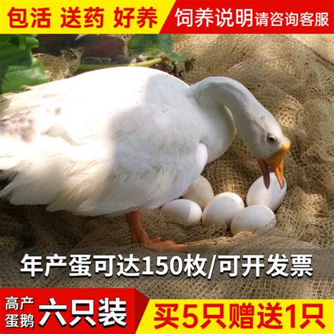 （5只装）蛋鹅活苗五龙鹅苗全母鹅年产150枚蛋高产鹅活体包活包邮-淘宝网