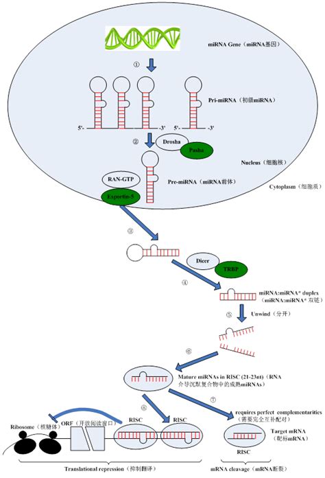 真核生物miRNA功能 - 知乎