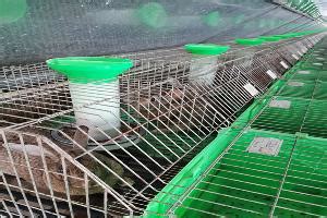 阳泉兔子养殖的利润销路肉兔养殖回收 山东济宁 种兔养殖-食品商务网