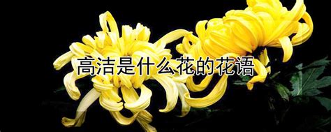 兰花的花语是什么，兰花是高洁典雅的象征 —【发财农业网】