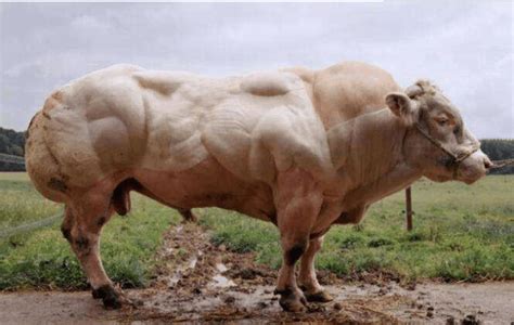 世界上最强壮的牛，宛如人类的“大力士”，你有可能吃过