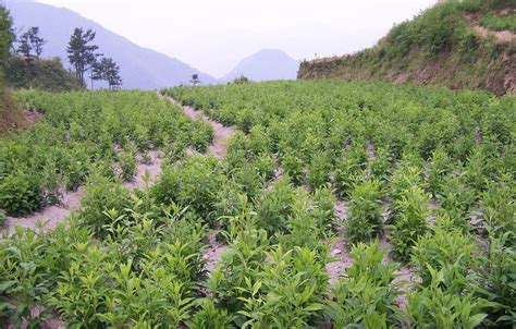 湖北鑫希望生态农业苍术种植，市场空间大致富好选择_湖北鑫希望生态农业科技发展有限公司