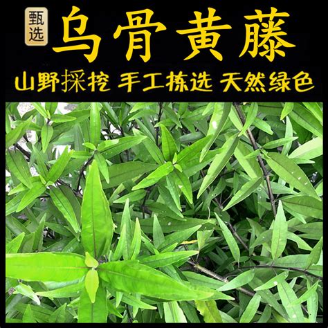 乌骨藤图片