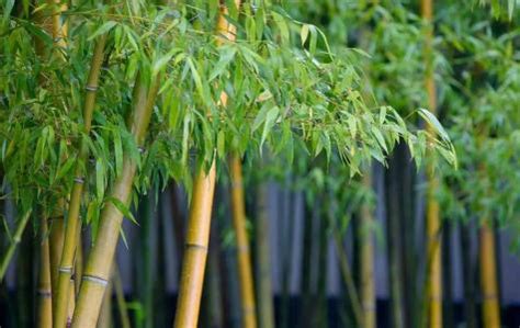 竹子的作用有哪些，日常生活中竹子的用途是什么- 生活常识_赢家财富网