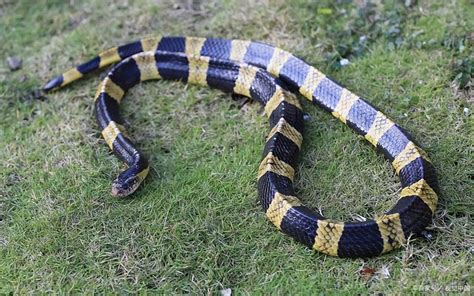 世界上最毒的十大毒蛇排名，毒性排第一的是什么蛇？