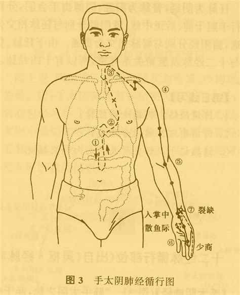 心包经穴位图图片