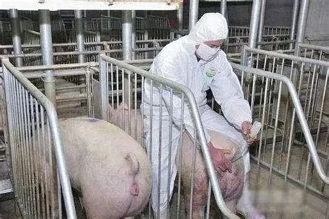 【养猪技术】母猪人工配种最佳时期，记住这几点，让你母猪更好养！ - 四川美瑞兽药有限公司