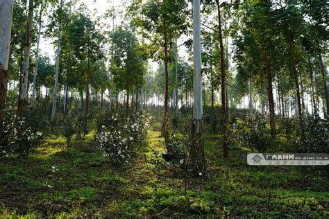 广西国有三门江林场“油茶＋N”新模式 助力产业蓬勃发展-广西林业-关注森林网