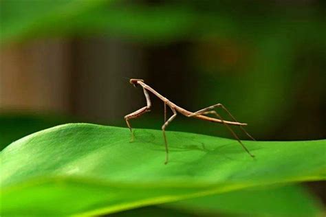 世界上最长的昆虫 竹节虫（虽然外表毫不起眼但是身体长）_探秘志