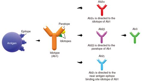 不同类型的抗原和不同类型的抗体。人类免疫力。对抗病毒。表位和抗体结合部位。插画图片素材_ID:412616681-Veer图库