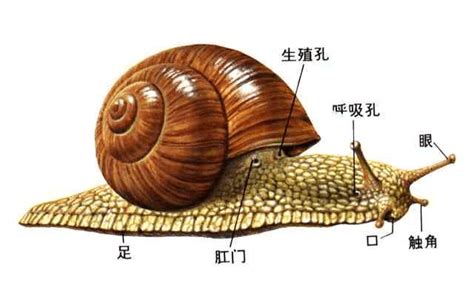 它们是世界上最大的蜗牛，繁殖能力极强，已给多国生物造成威胁