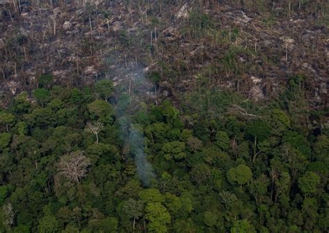 巴西亚马逊雨林砍伐面积增22% 15年来最严重|巴西|面积|亚马逊雨林_新浪新闻