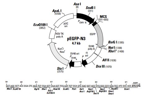 pEGFP-N3载体_质粒图谱 - 优宝生物