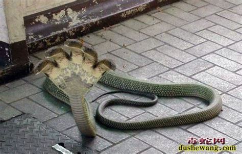 世界上最稀有的六种蛇,第二种价值500万人民币,眼睛亮了_物种