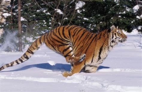 十大战斗力最强的动物排名-西伯利亚虎上榜(有丛林之王的美称)-排行榜123网