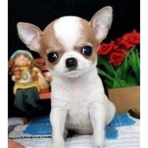 出售宠物狗 纯种吉娃娃价格 纯种苹果头吉娃娃幼犬价格 吉娃娃犬