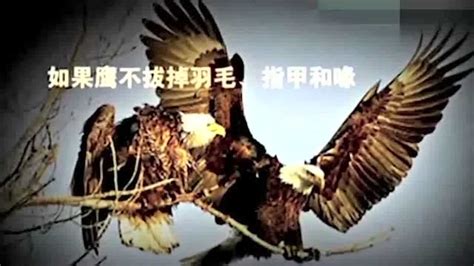 鹰的重生, 励志短片高清无水印版_高清