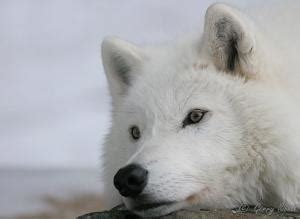 世界上最漂亮的狼：纽芬兰白狼排名第一(中国狼排第十)-小狼观天下