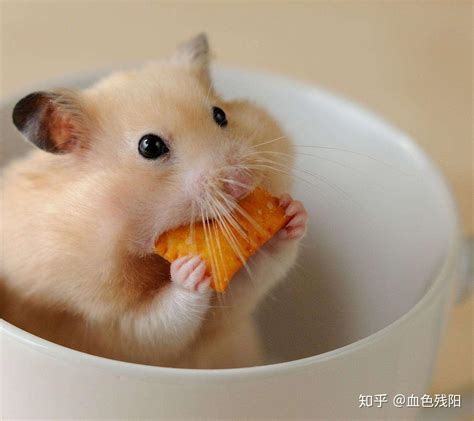 小仓鼠吃什么食物（饲养仓鼠必须了解的仓鼠饮食习惯） – 碳资讯