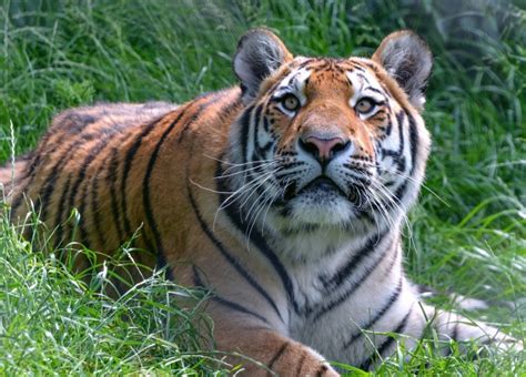 自然界最具魅力的动物之一，你所不知道的12个关于老虎的事实|马尔科夫|棕熊|金虎_新浪新闻