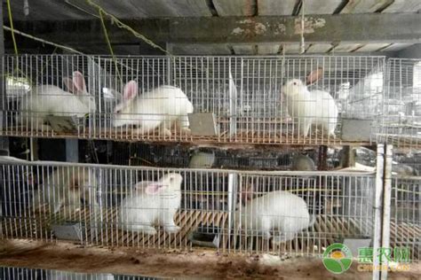 兔子养殖技术有哪些？-四川省融蔚农业科技有限公司