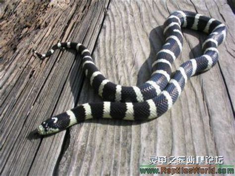 白术脖子上的蛇究竟是什么蛇-崩坏3社区-米游社