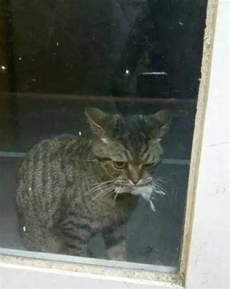 在门外吵着要进来的猫，一给它开门放进来后，表情秒变样！_by_样子_信号