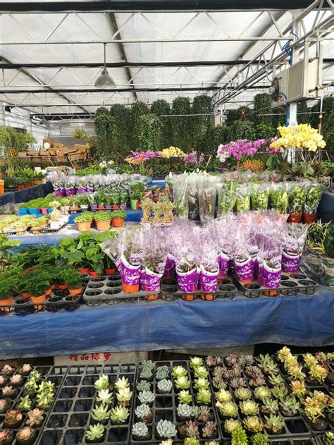 2023曹庄子花卉市场(天津西青区)购物,...的花卉市场之一，花卉品种...【去哪儿攻略】
